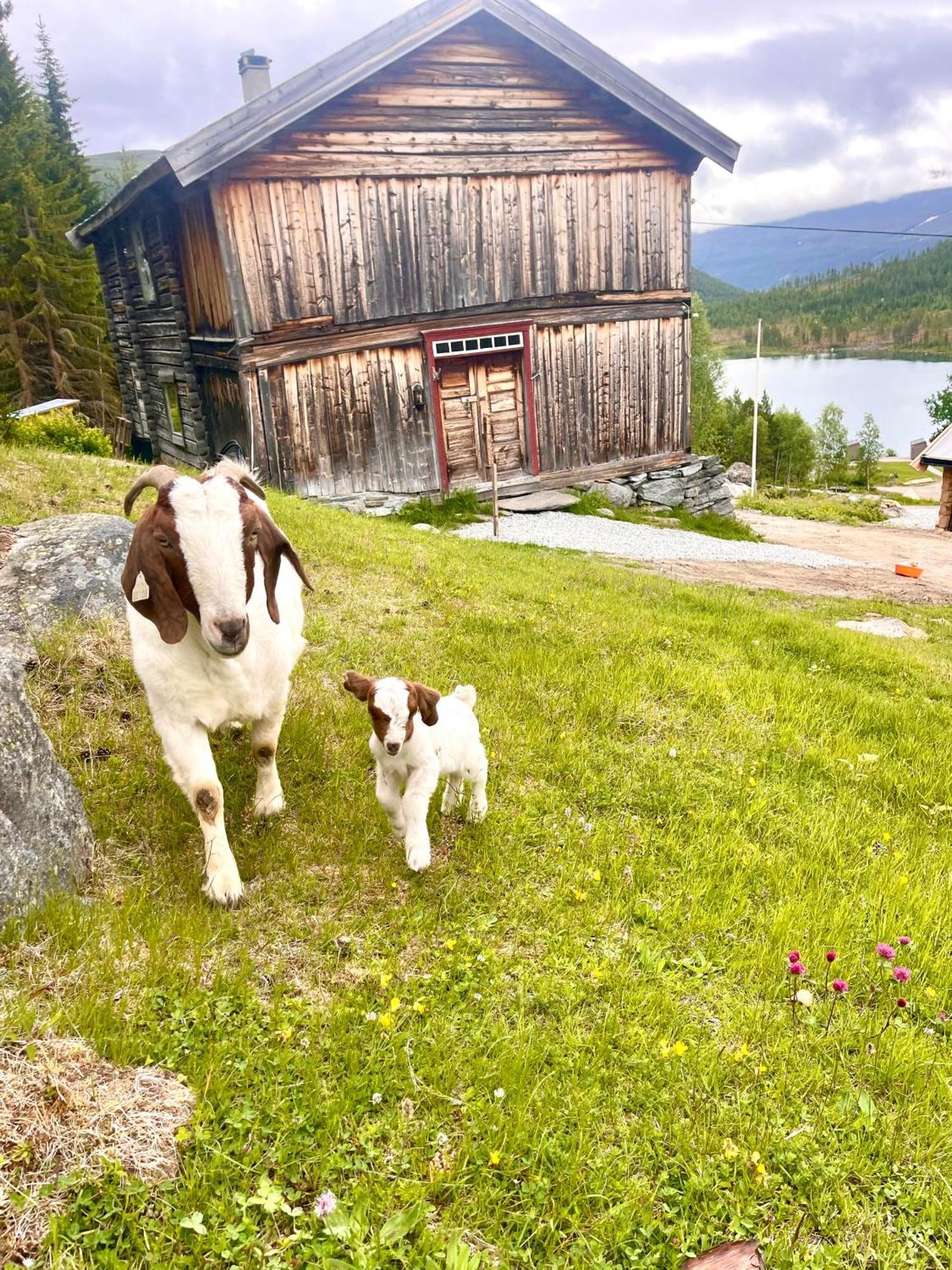Reinheimen Lodge Skjak Exterior photo